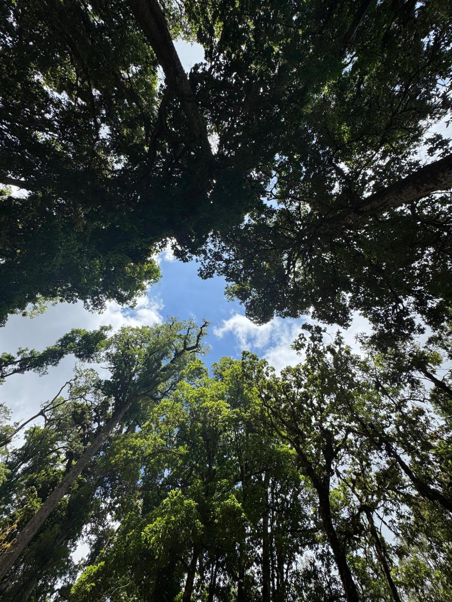 Entre Arboles Lodge San Gerardo de Dota Exteriér fotografie
