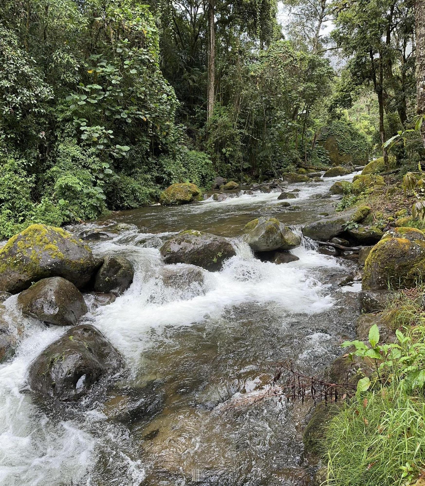 Entre Arboles Lodge San Gerardo de Dota Exteriér fotografie