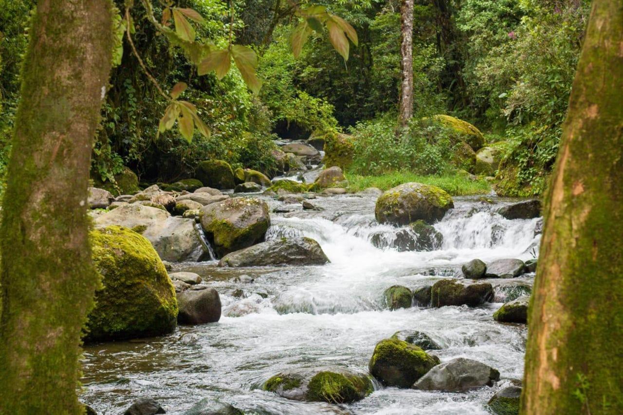 Entre Arboles Lodge San Gerardo de Dota Exteriér fotografie