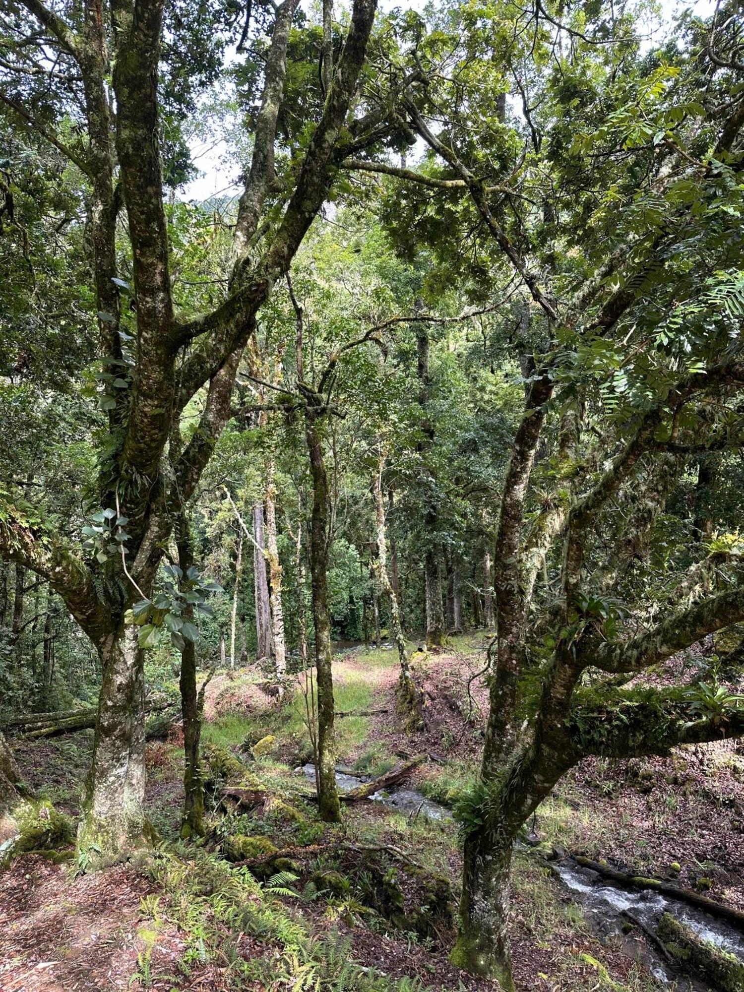 Entre Arboles Lodge San Gerardo de Dota Exteriér fotografie